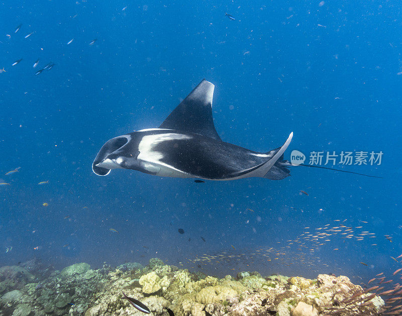 远洋蝠鲼(Manta birostris)游过清洁站。在世界自然保护联盟的红色名单中，这些优雅的动物正在成为野外罕见的景象。